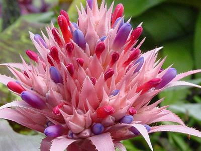 Aechmea fasciata